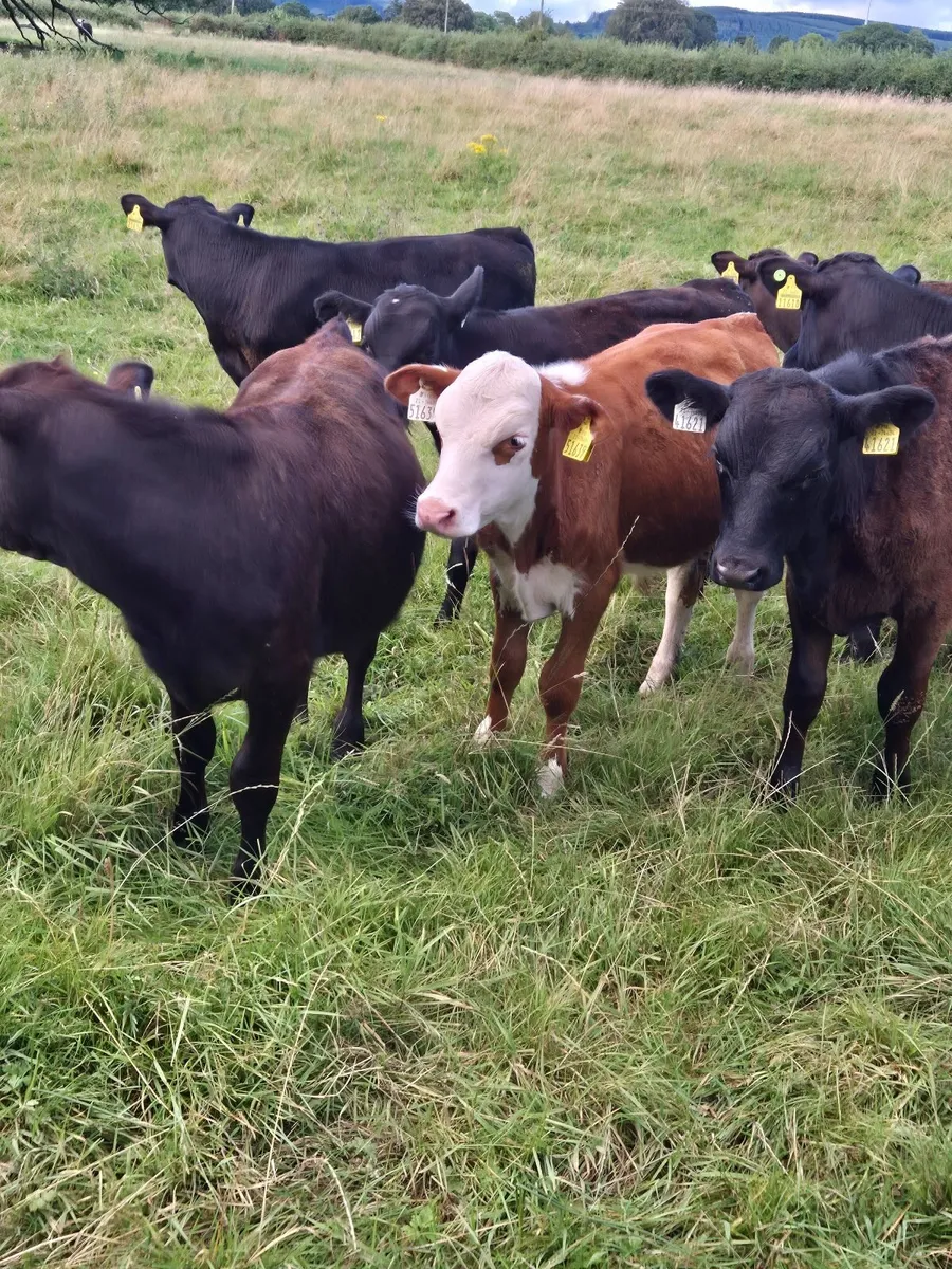 Weanling bulls - Image 4