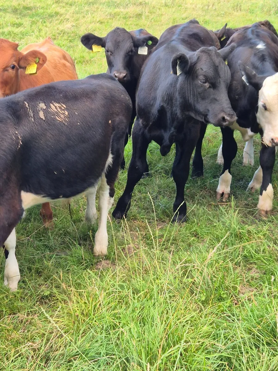 Weanling bulls - Image 2