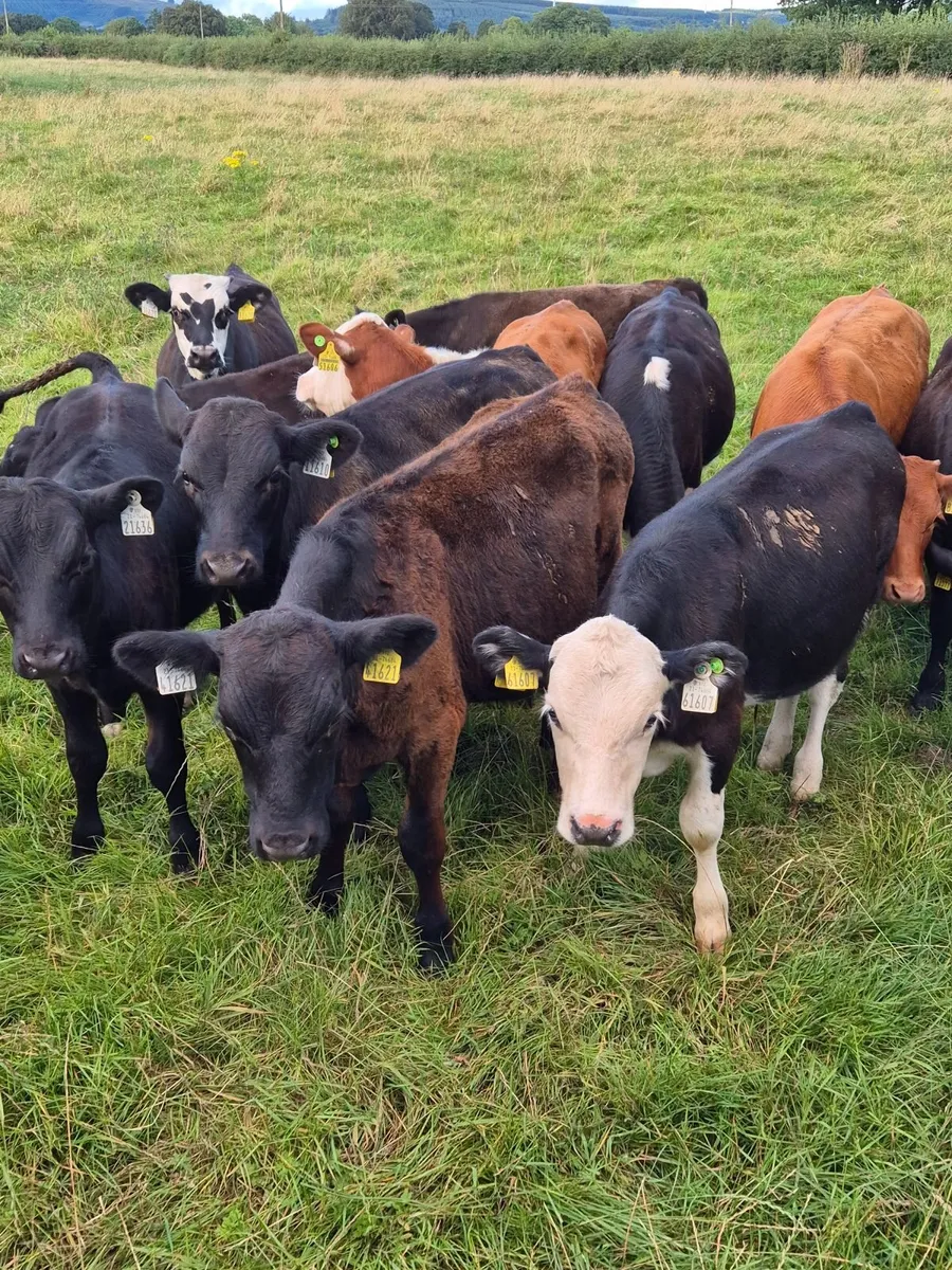 Weanling bulls - Image 3