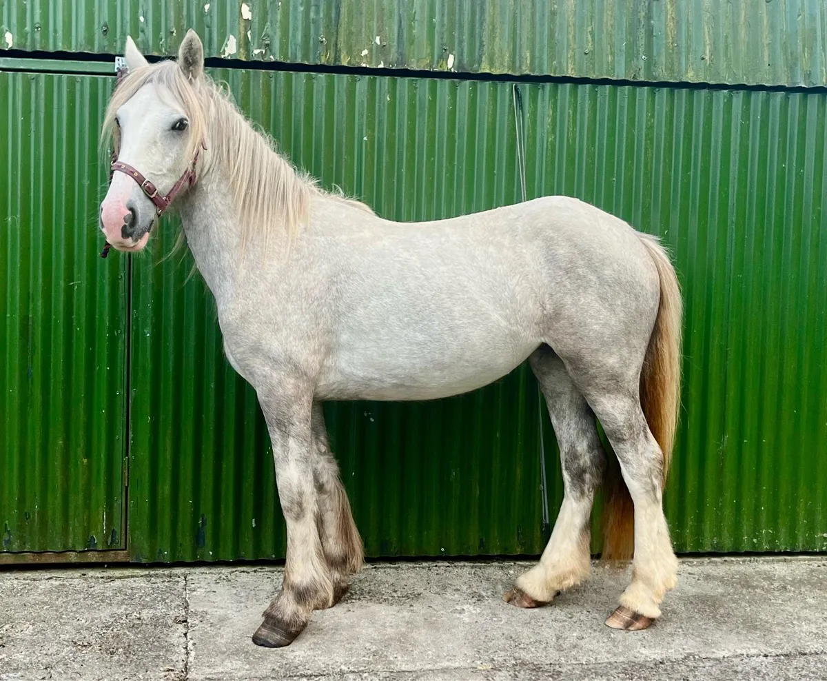 Quiet Driving Cob Mare - Image 4