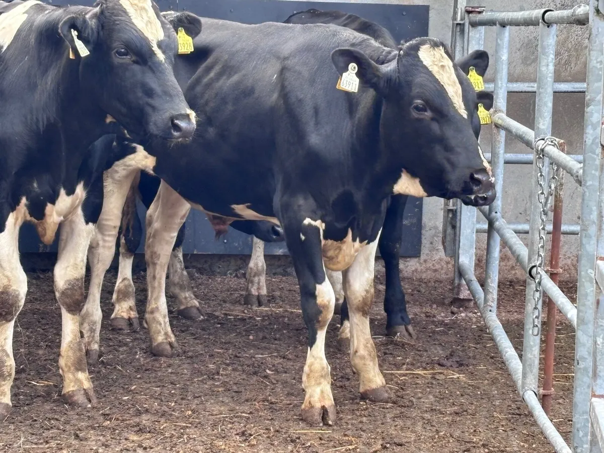 4  top quality Freisan bulls for sale - Image 2