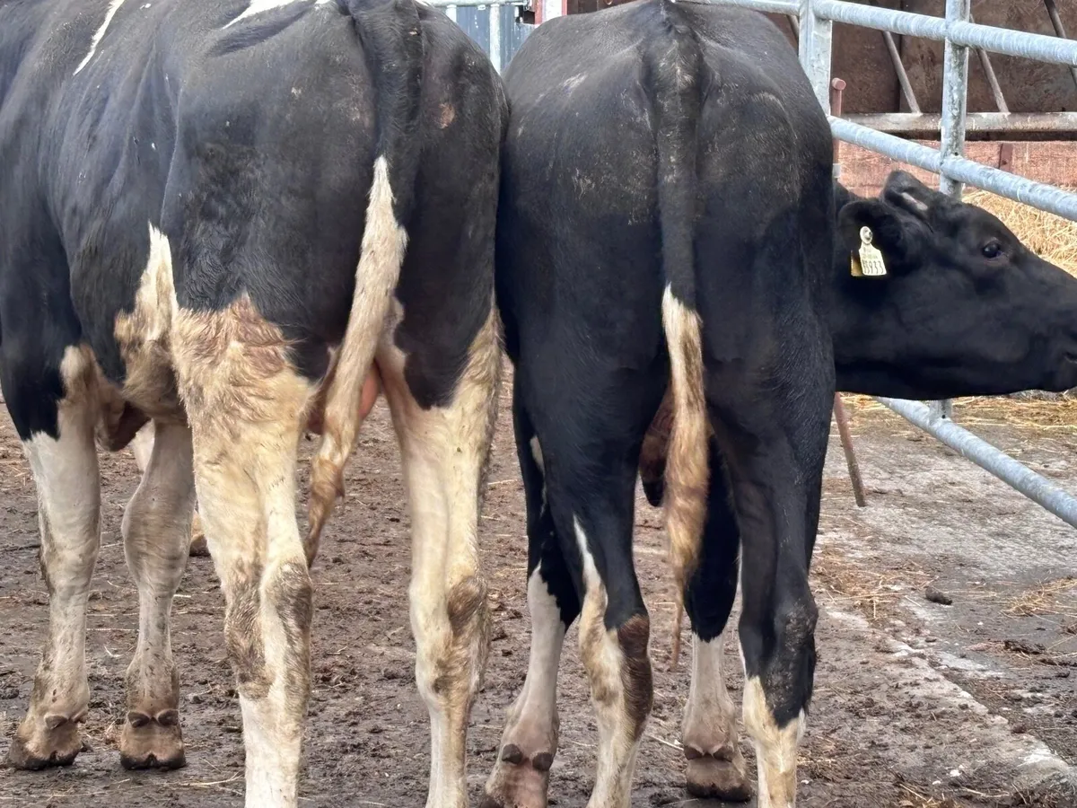 4  top quality Freisan bulls for sale - Image 3