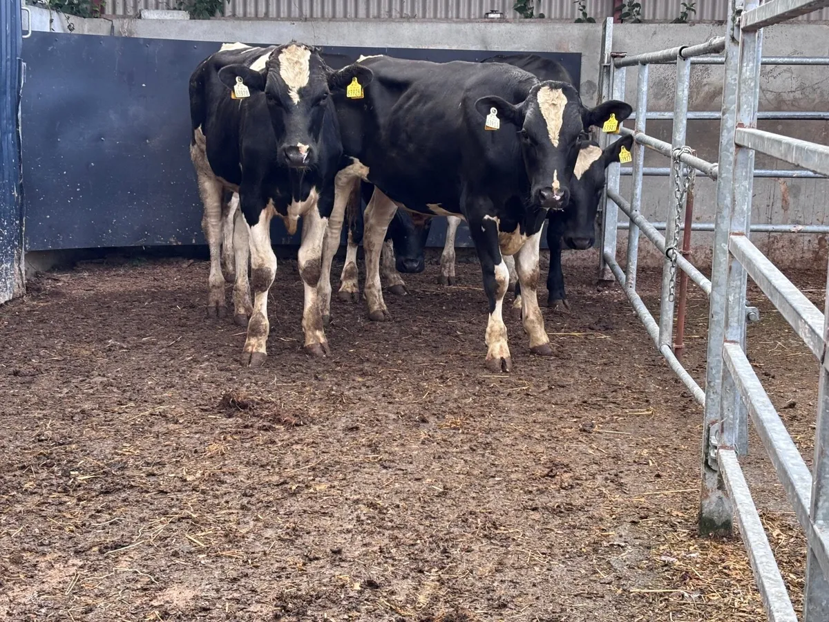 4  top quality Freisan bulls for sale - Image 4