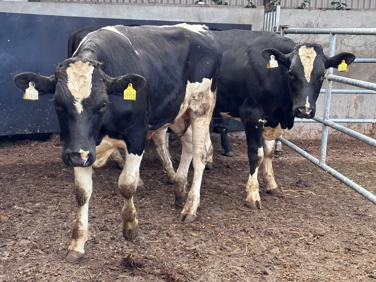 4  top quality Freisan bulls for sale - Image 1