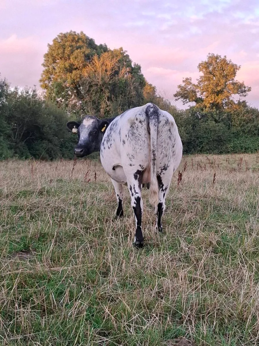 4 bbx springers calving mid September to Ai angus - Image 3