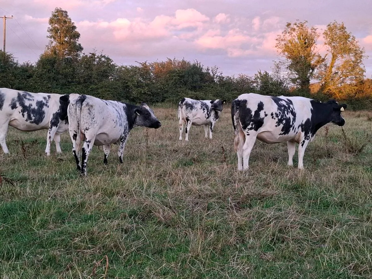 4 bbx springers calving mid September to Ai angus - Image 2