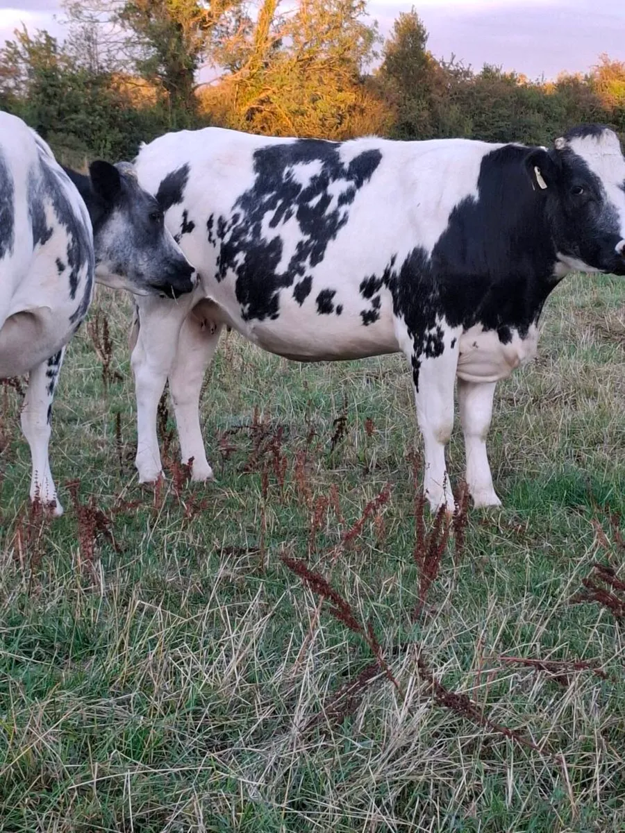 4 bbx springers calving mid September to Ai angus - Image 4