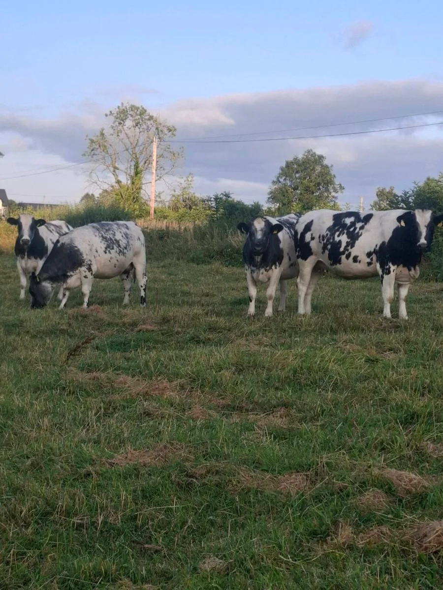 4 bbx springers calving mid September to Ai angus - Image 1