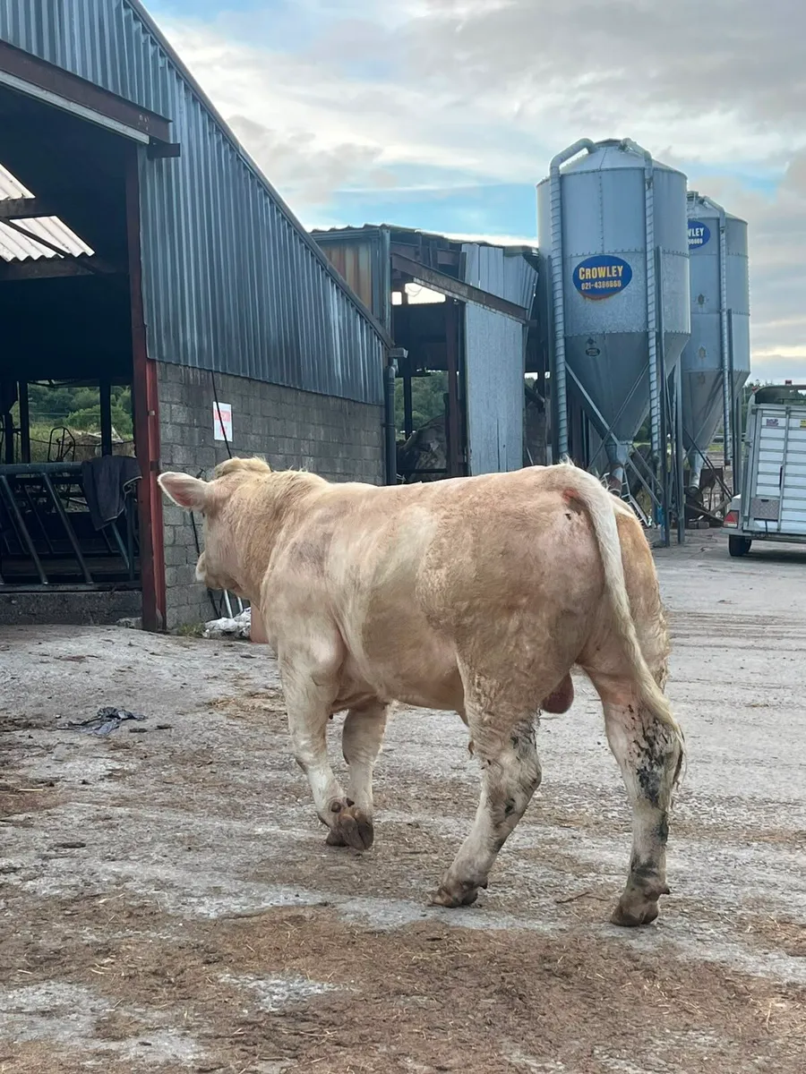 Purebred charlaois bull - Image 1