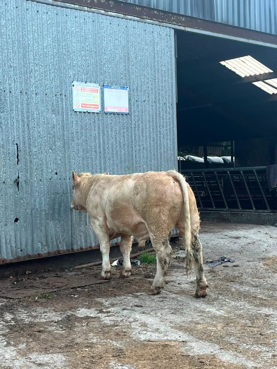 Purebred charlaois bull - Image 2