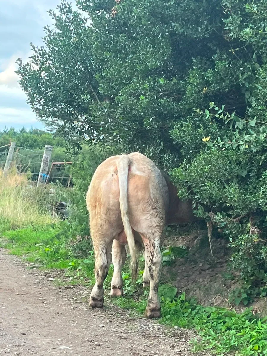 Purebred charlaois bull - Image 3