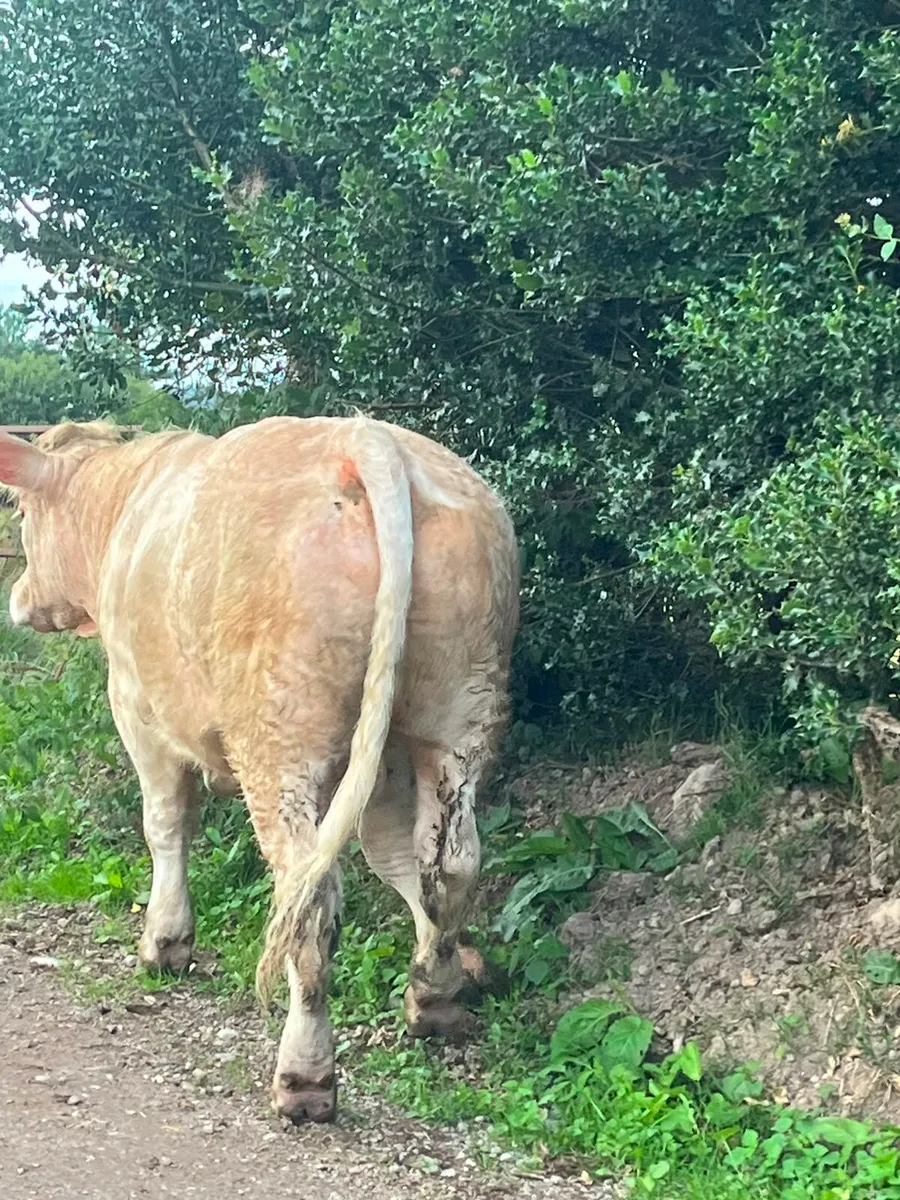 Purebred charlaois bull - Image 4
