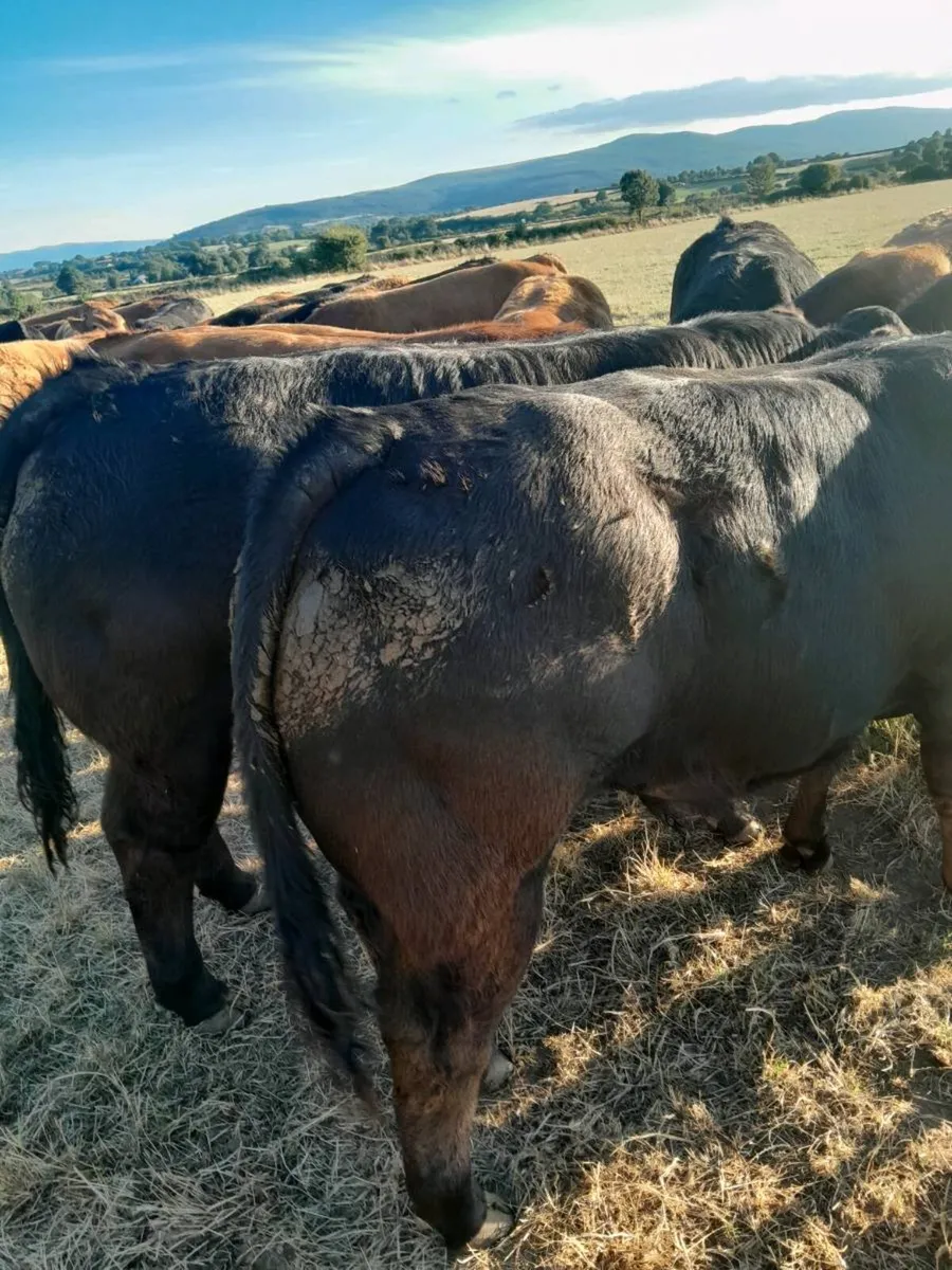 Livestock - Image 4