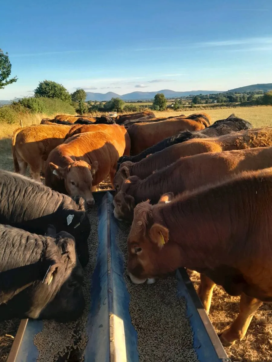 Livestock - Image 1