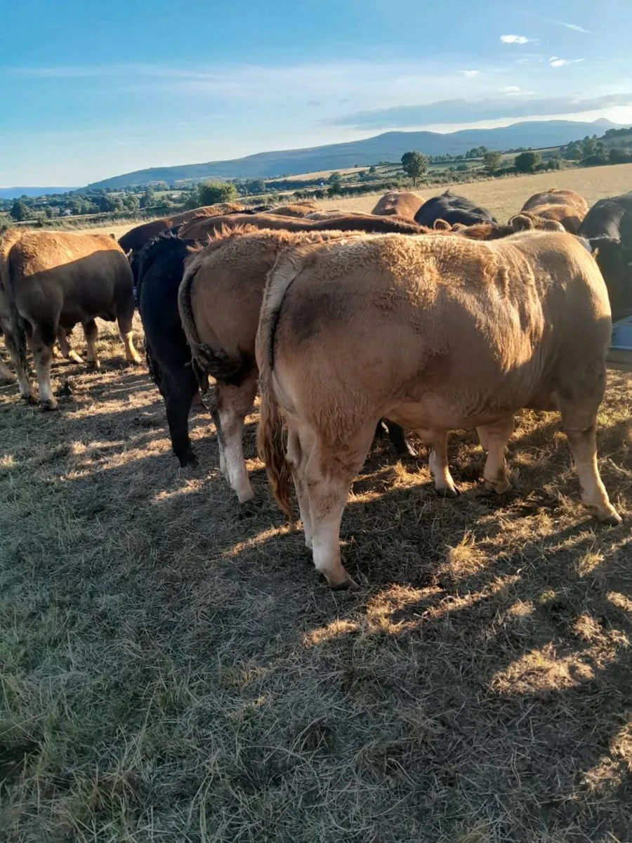 Livestock - Image 2
