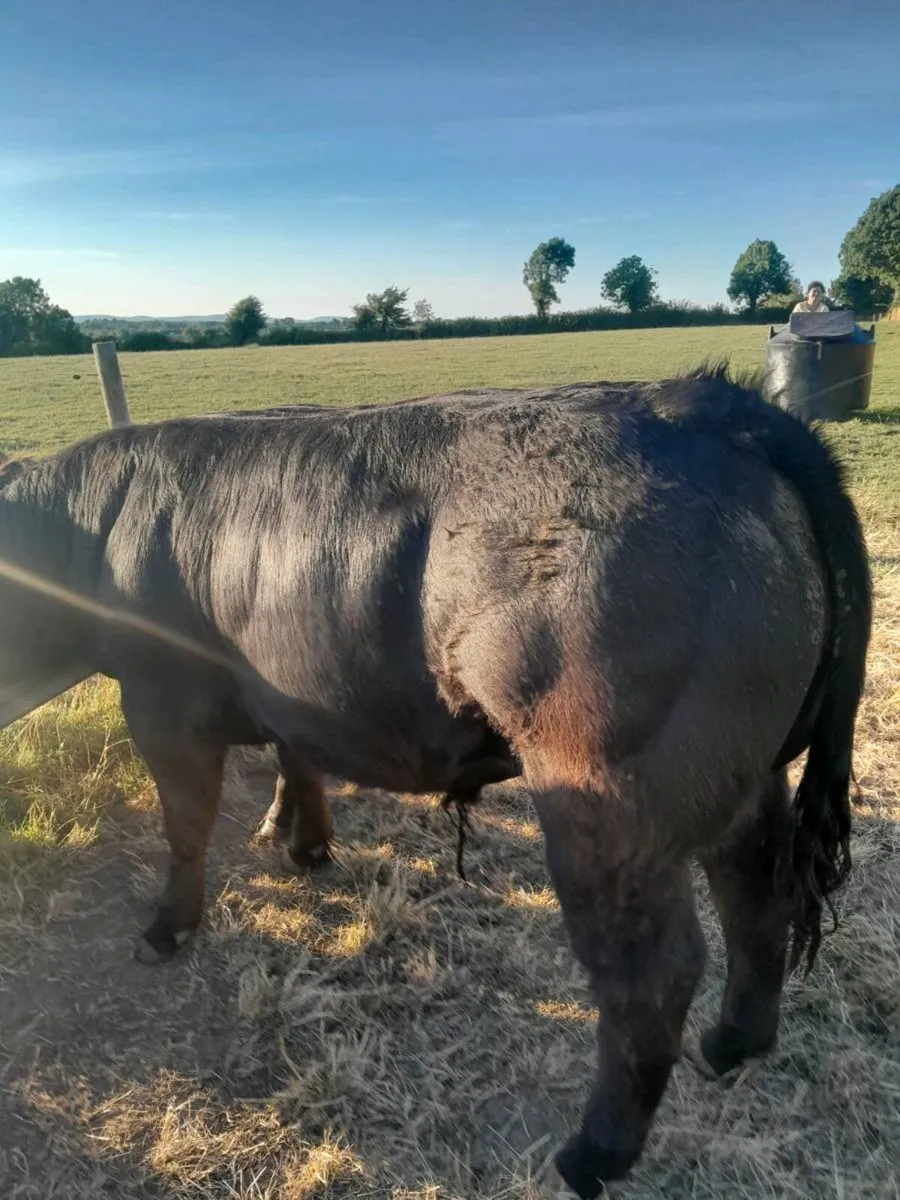 Livestock - Image 3