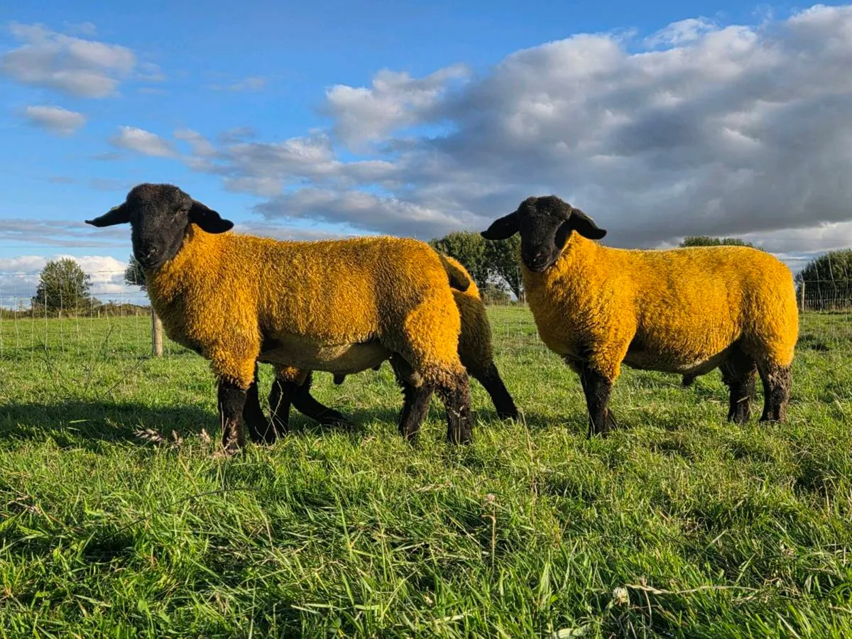 Pbr suffolk rams - Image 1
