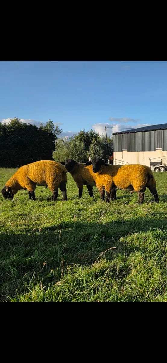 Pbr suffolk rams - Image 2