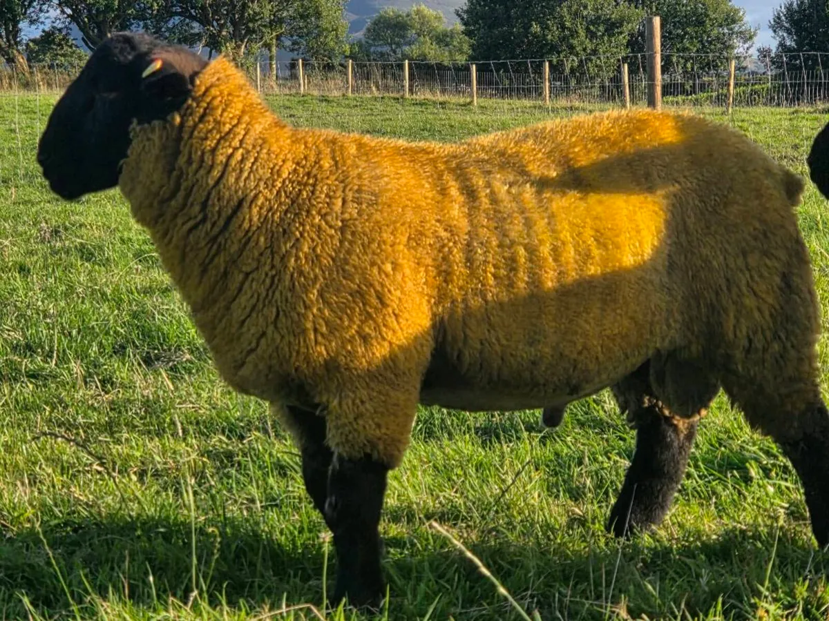 Pbr suffolk rams - Image 3