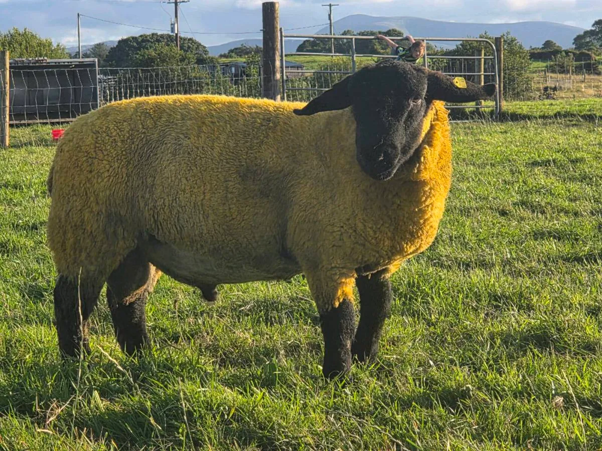 Pbr suffolk rams - Image 4