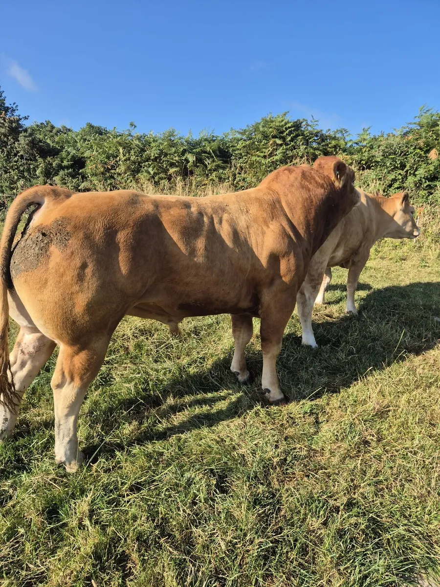 Limousin bull for sale - Image 1