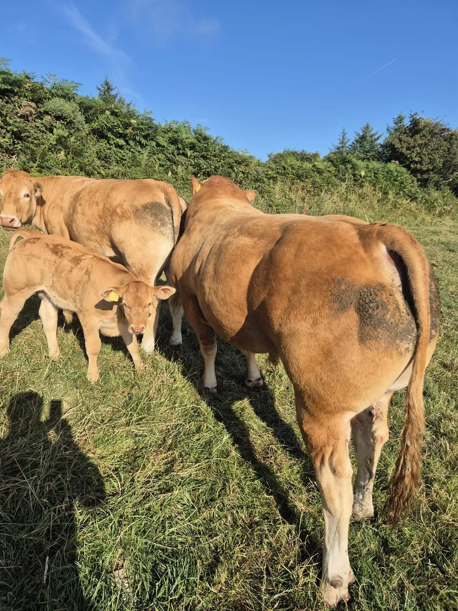 Limousin bull for sale - Image 2