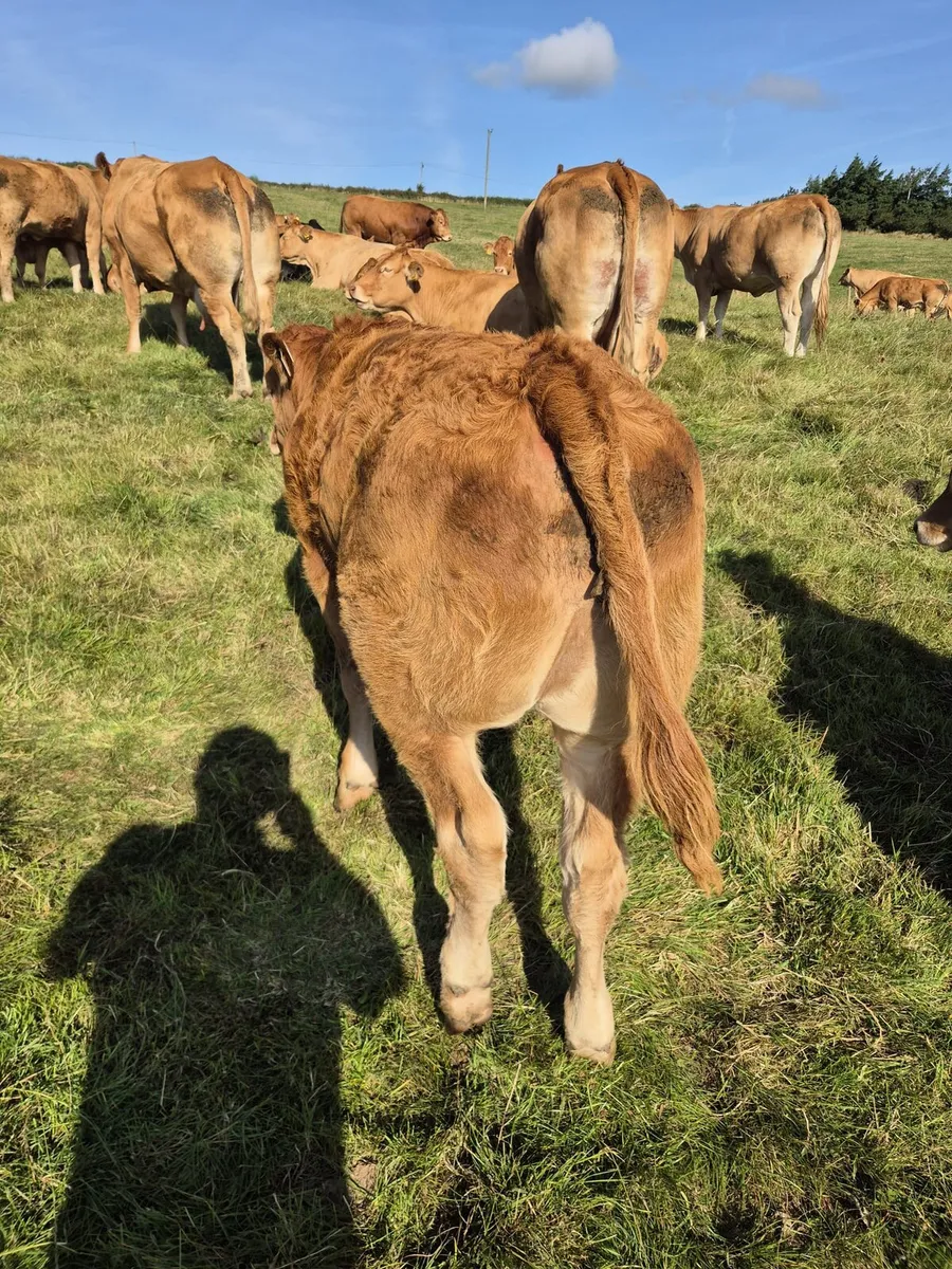 Limousin bull for sale - Image 3
