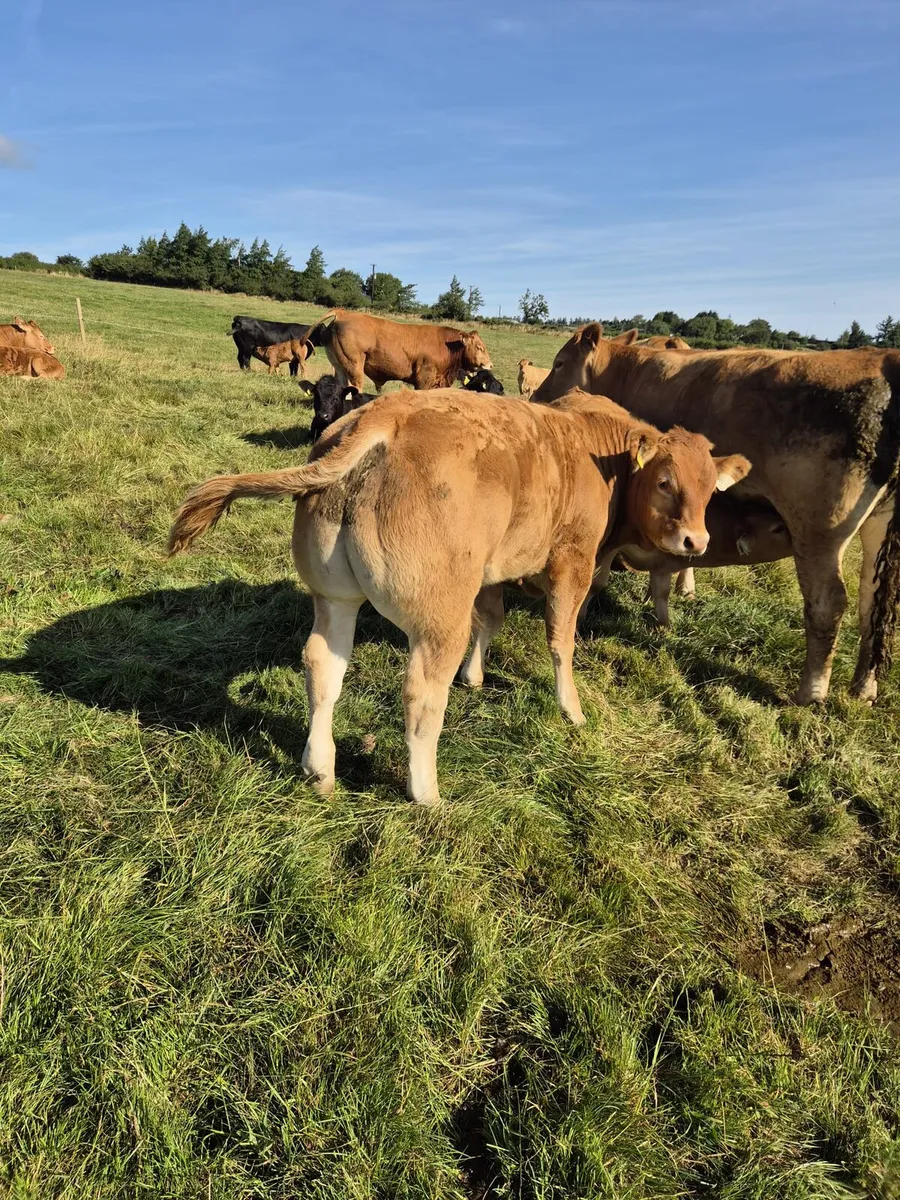Limousin bull for sale - Image 4