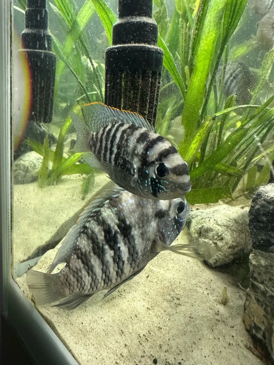 Access Blue Fish for Sale - Image 1