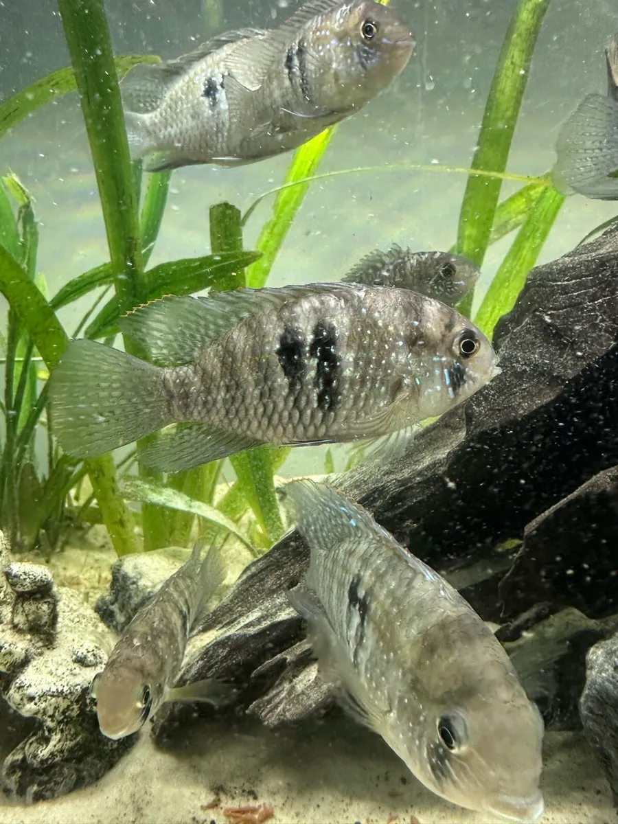 Access Blue Fish for Sale - Image 2