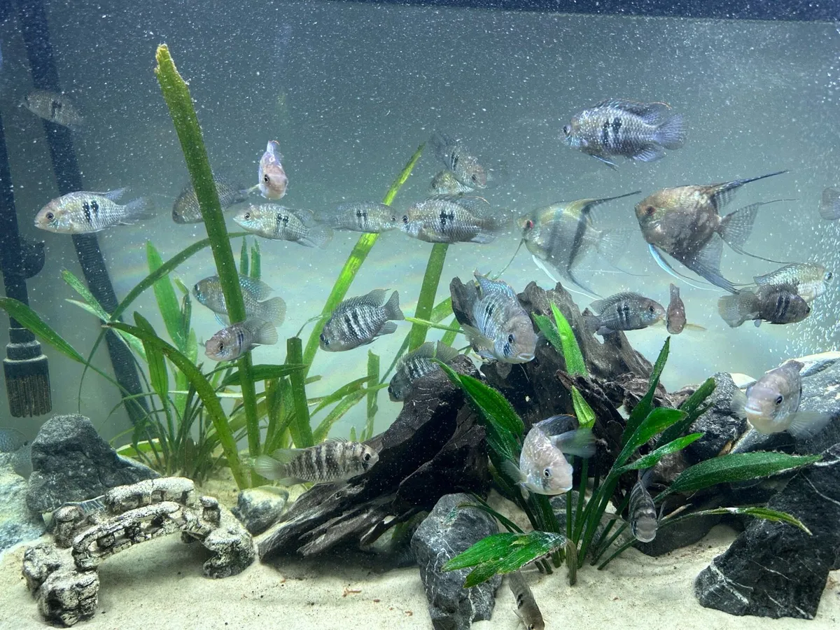 Access Blue Fish for Sale - Image 3
