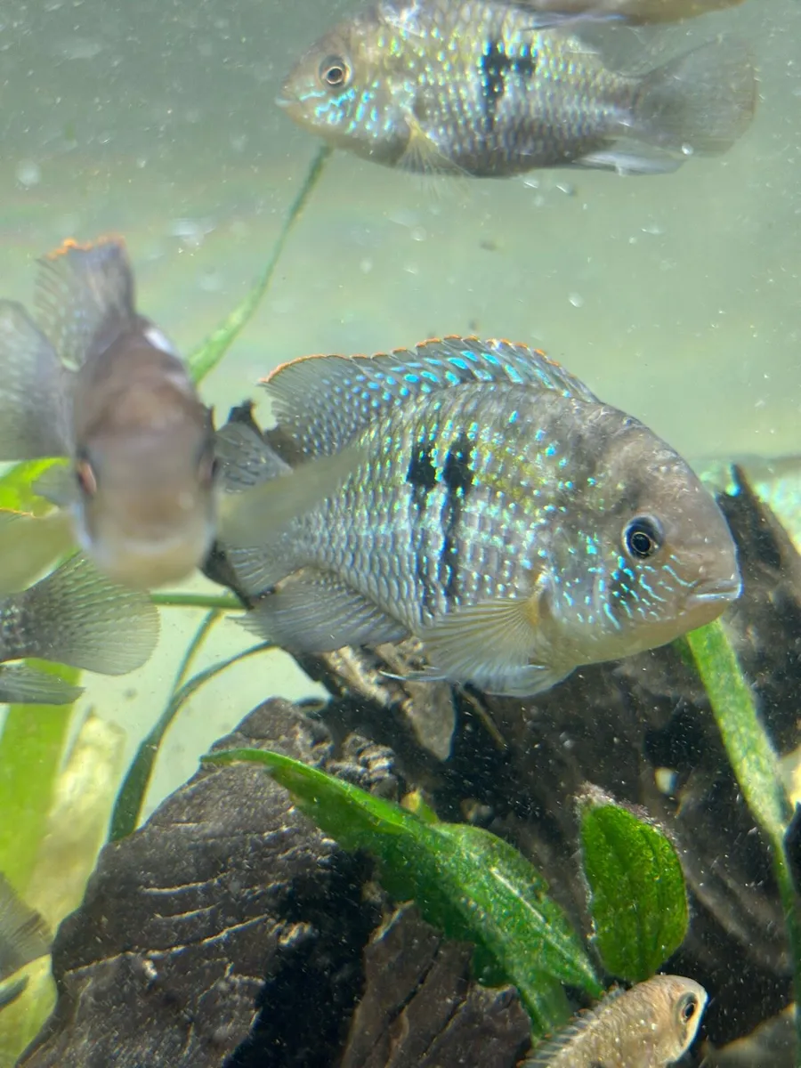 Access Blue Fish for Sale - Image 4