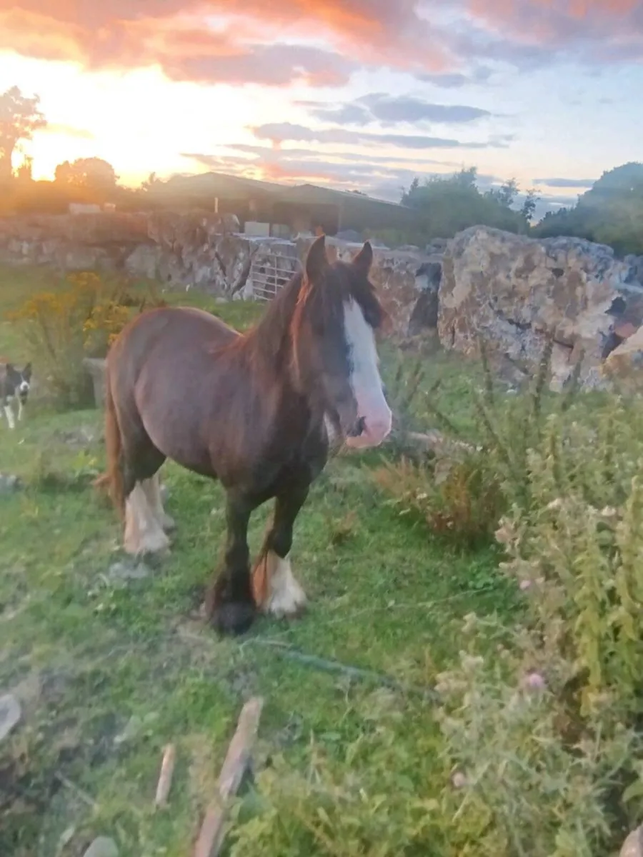 12.2 kids cob broken and riding