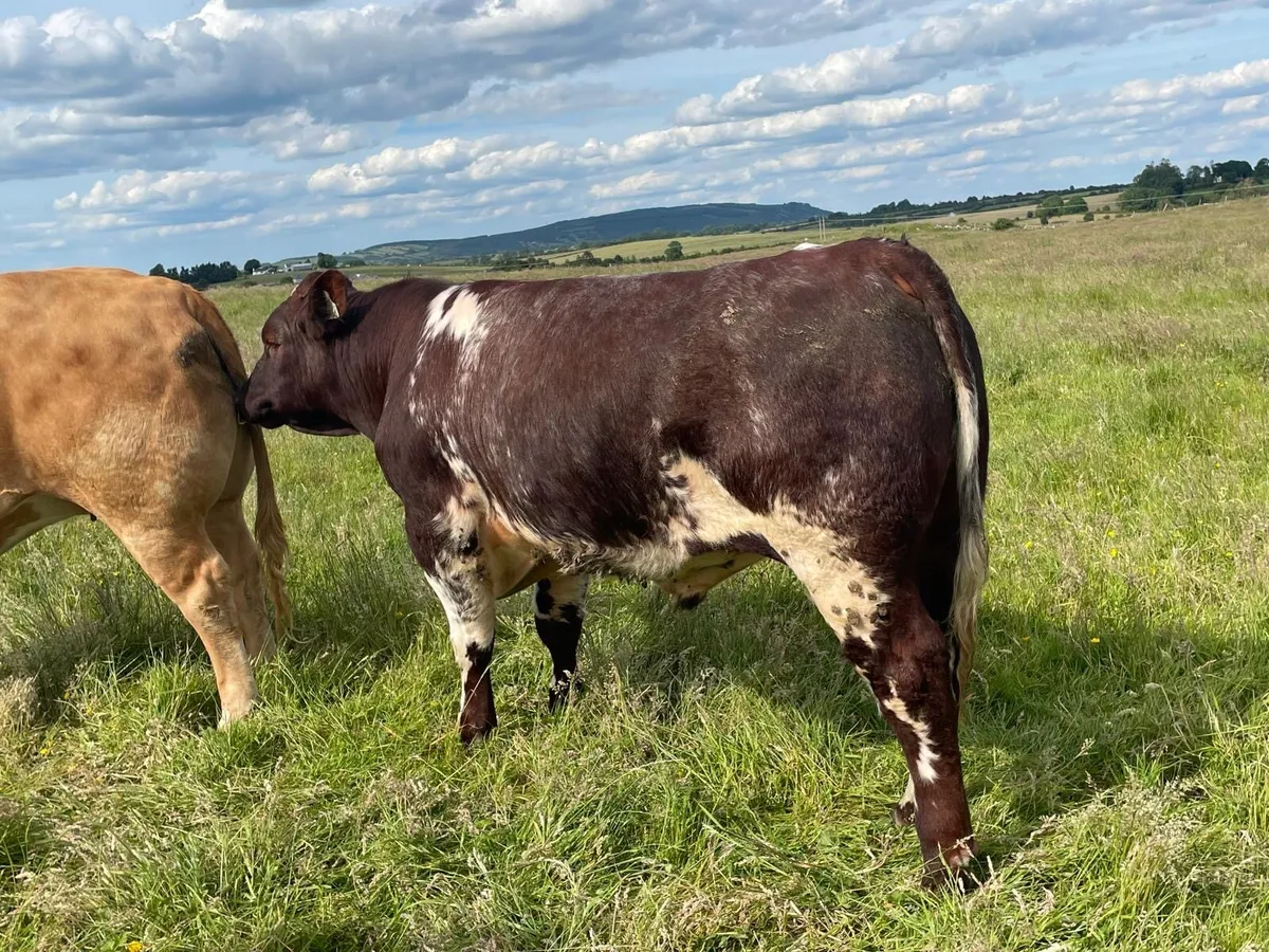 Purebred Shorthorn Bull - Image 2