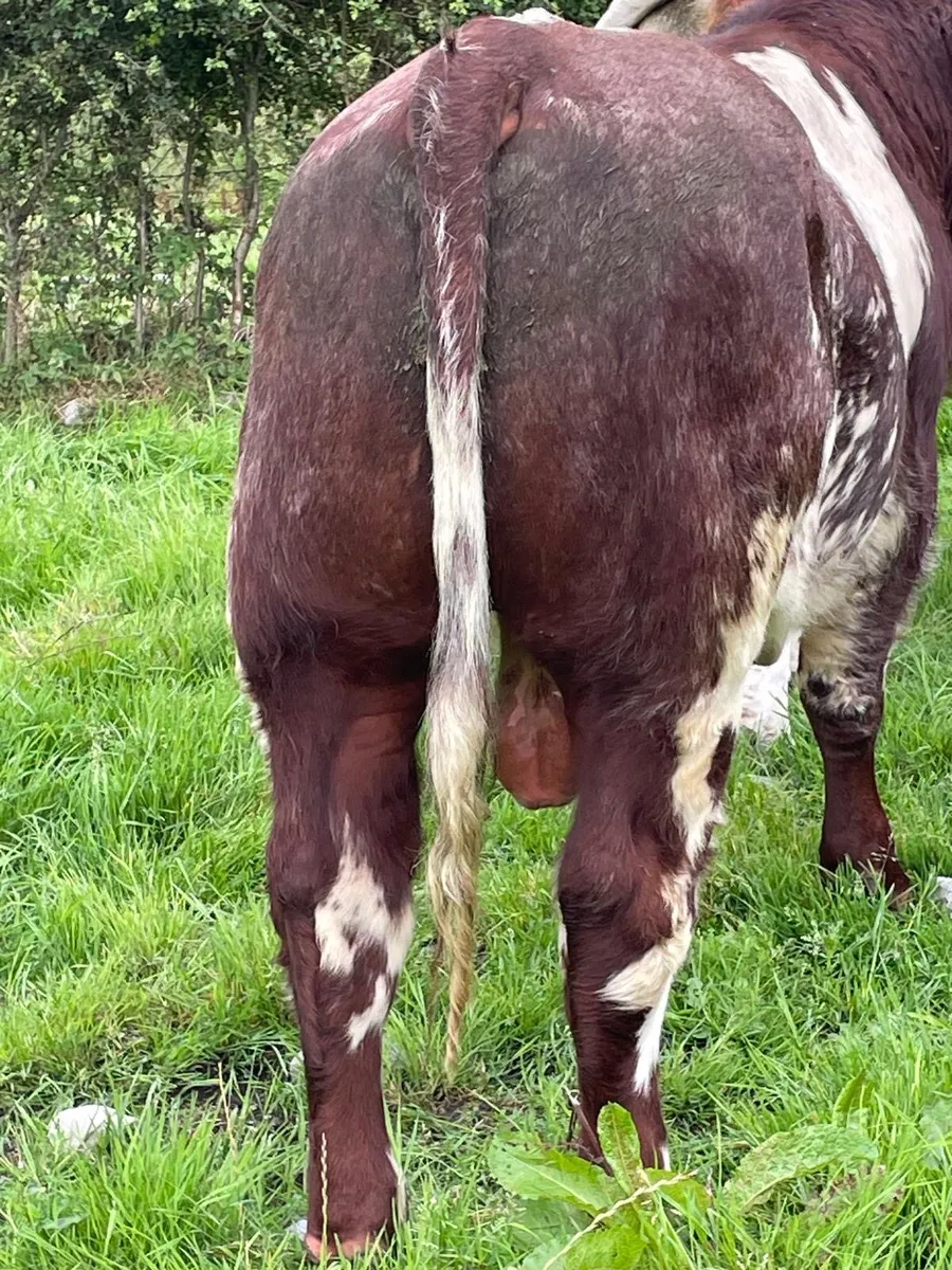 Purebred Shorthorn Bull - Image 3