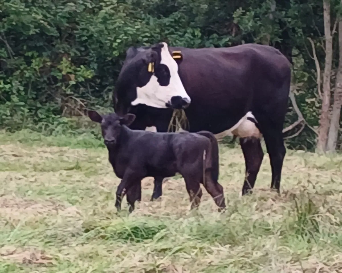Limousin cow Second Calver &  Limousin bull calf - Image 1