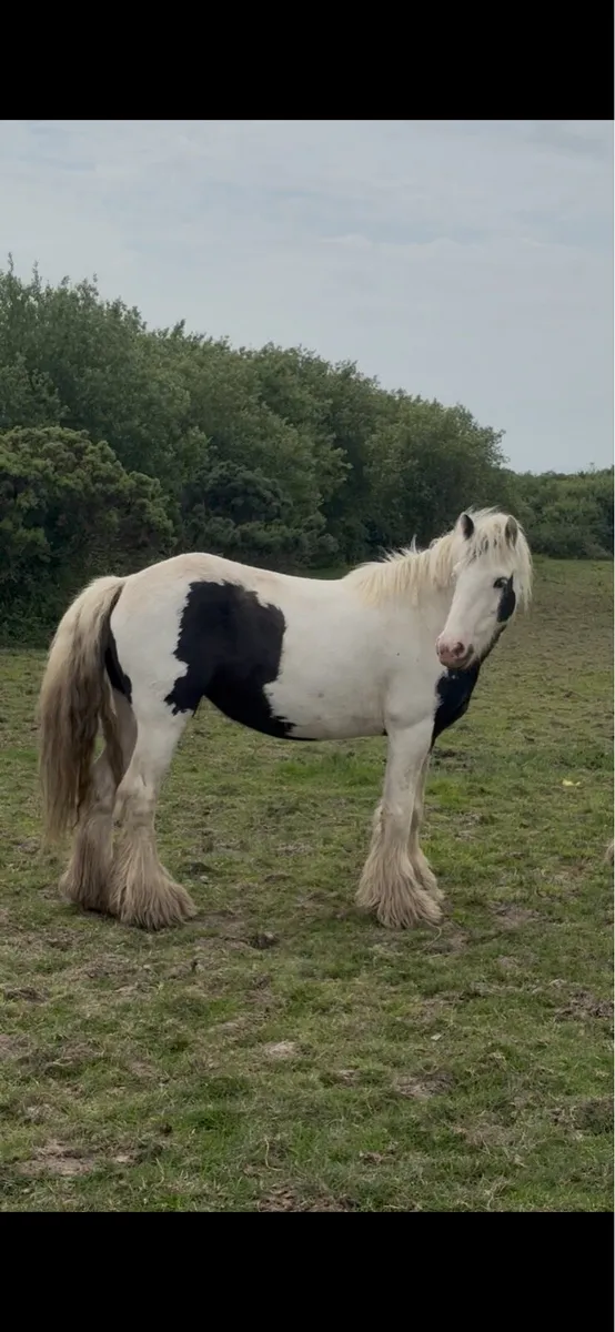 2 Lovely Cobs - Image 1