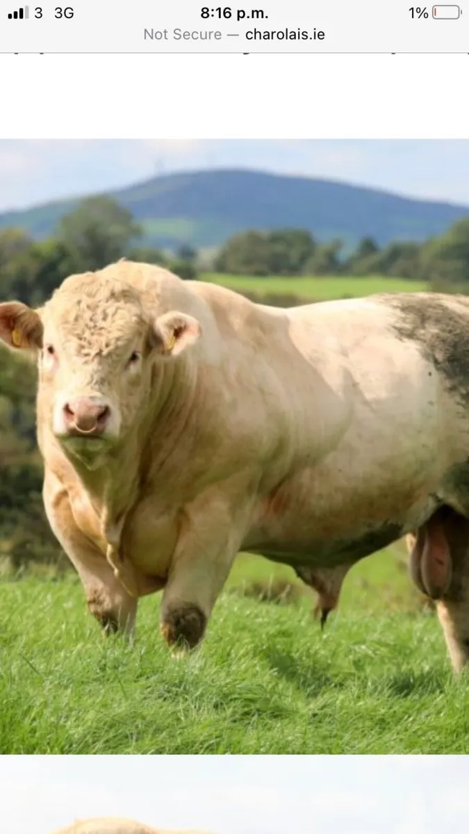 Charlaois Breeding Bull