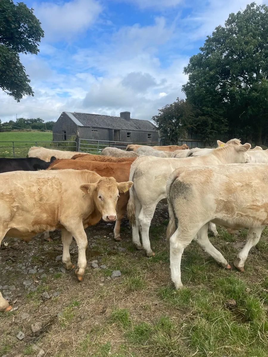 Bullocks BJD mart Tues 11th Aug - Image 3