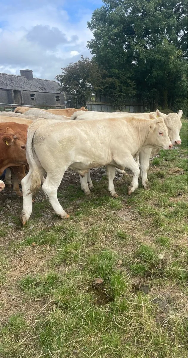 Bullocks BJD mart Tues 11th Aug - Image 4