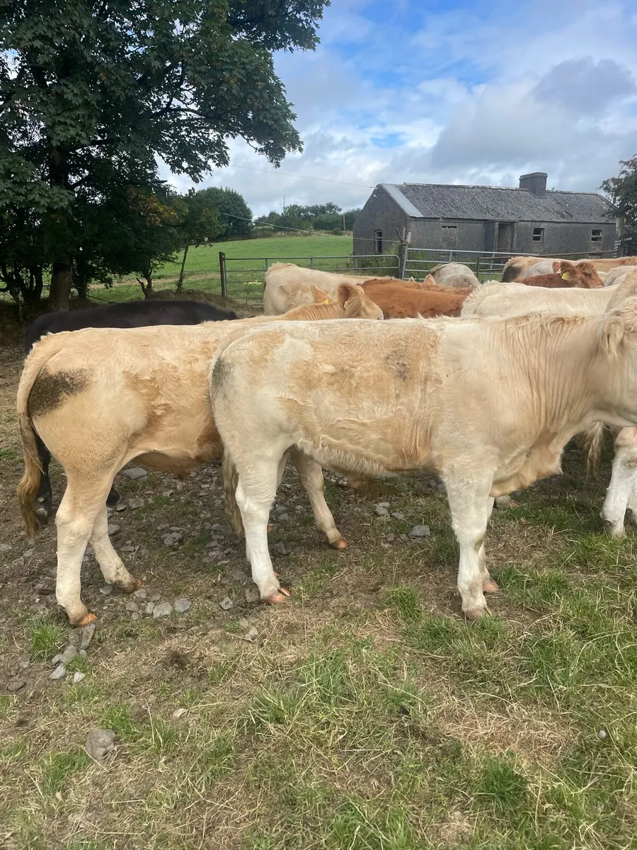 Bullocks BJD mart Tues 11th Aug - Image 1