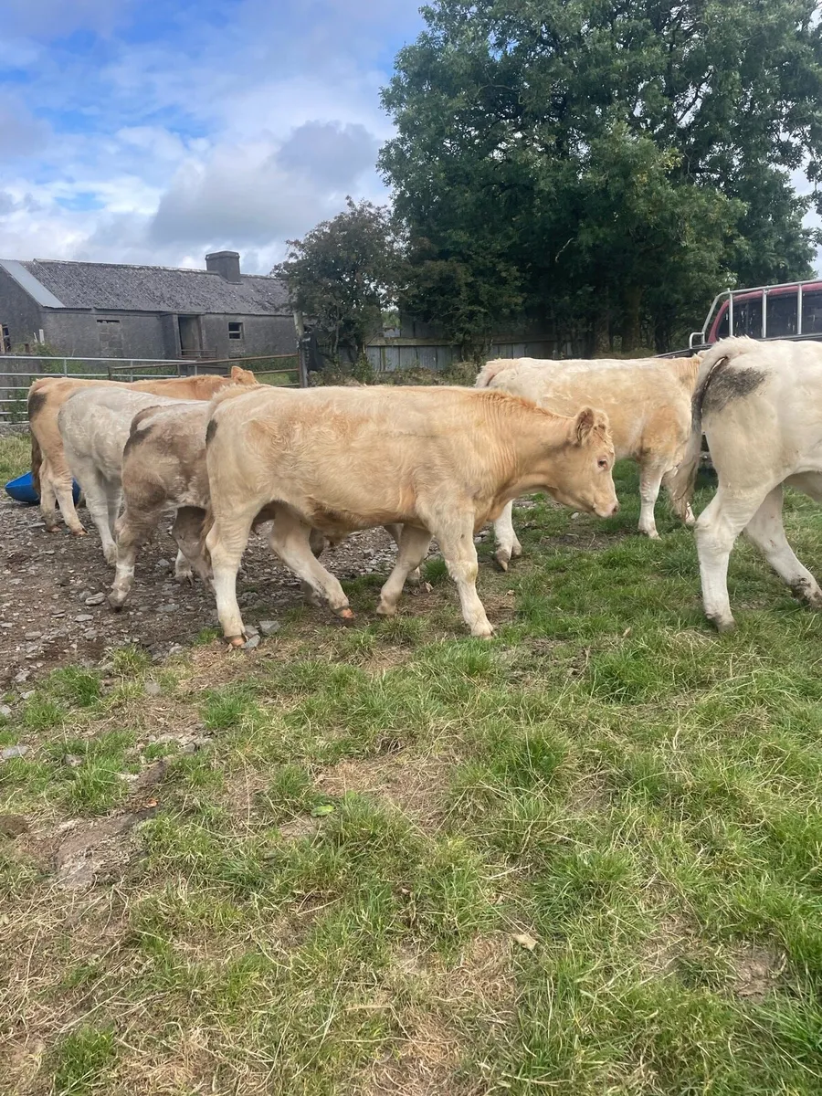 Bullocks BJD mart Tues 11th Aug - Image 2