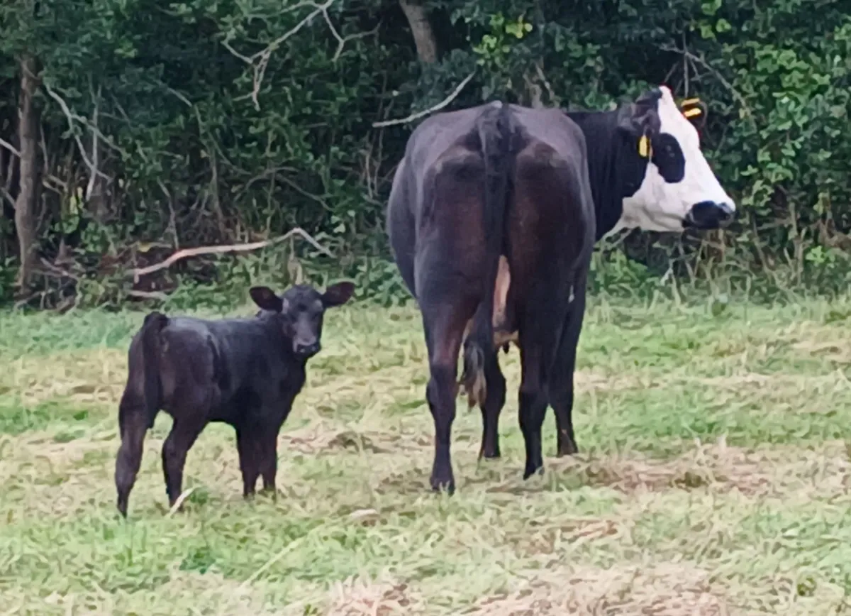 Limousin cow Second Calver &  Limousin bull calf - Image 3