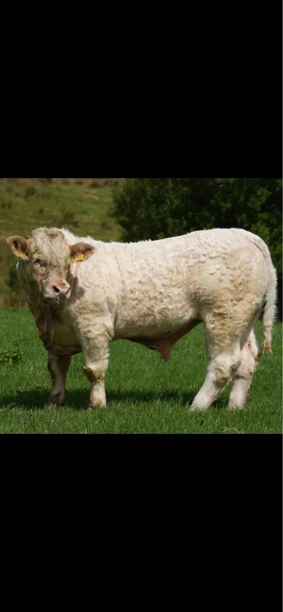Pedigree Charolais Bull - Image 2