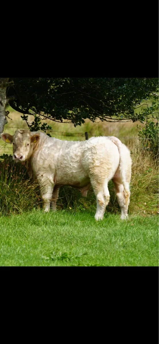 Pedigree Charolais Bull - Image 1