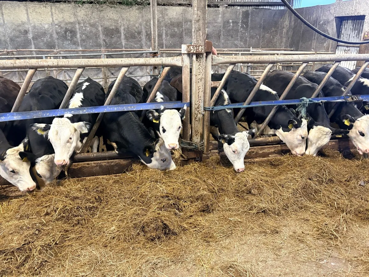 30 HEX CALVES 5-6 MONTHS - Image 3