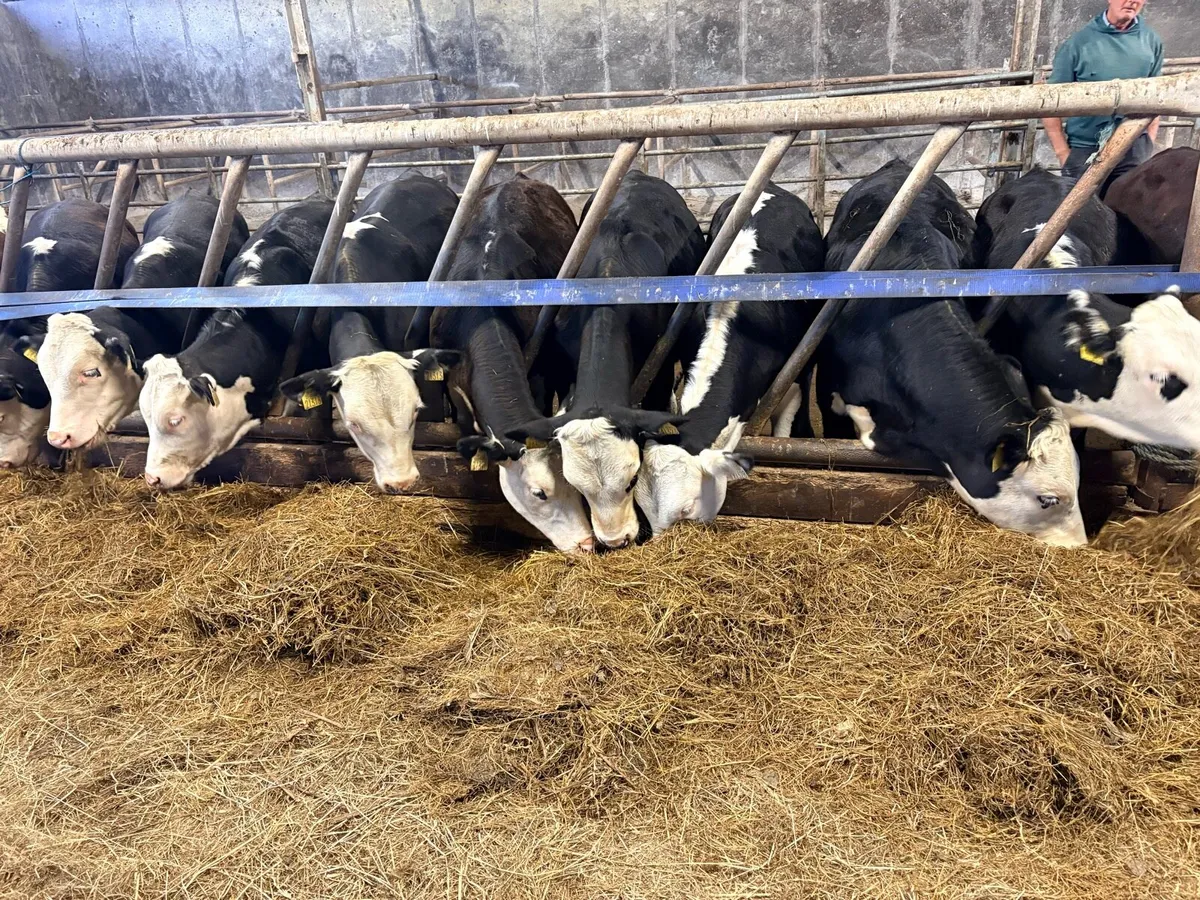 30 HEX CALVES 5-6 MONTHS - Image 4
