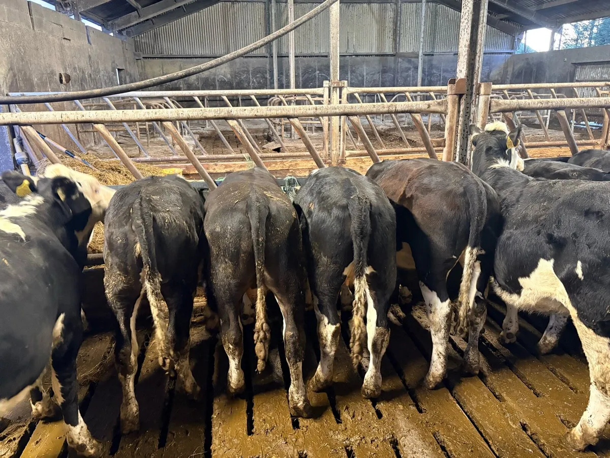 30 HEX CALVES 5-6 MONTHS - Image 2