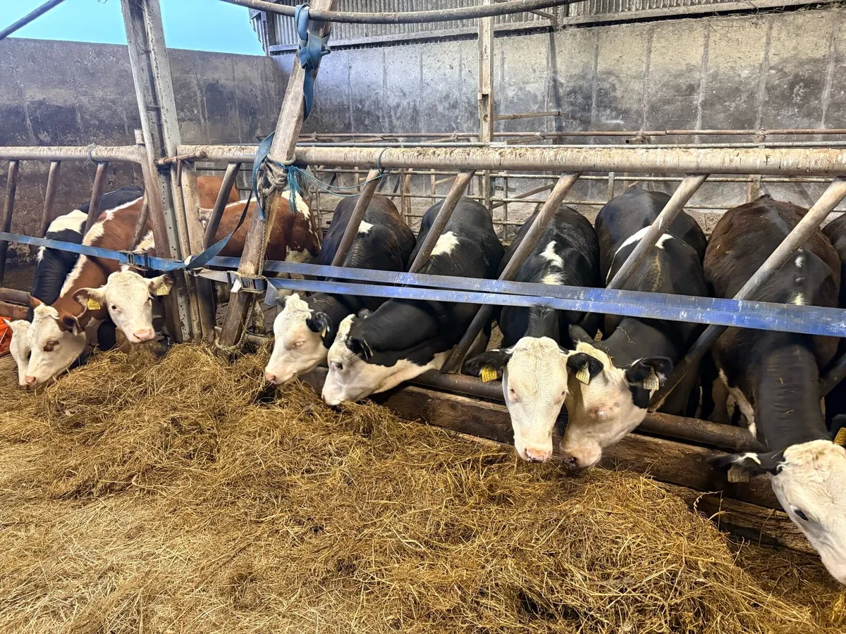 30 HEX CALVES 5-6 MONTHS - Image 1