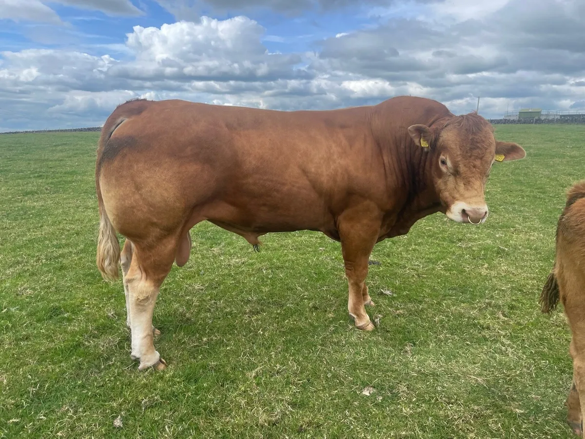 Bull - Image 1